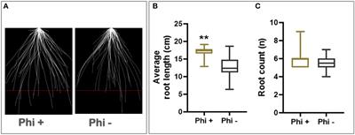 Phosphite treatment can improve root biomass and nutrition use efficiency in wheat